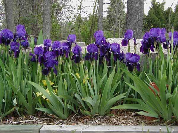 Irises