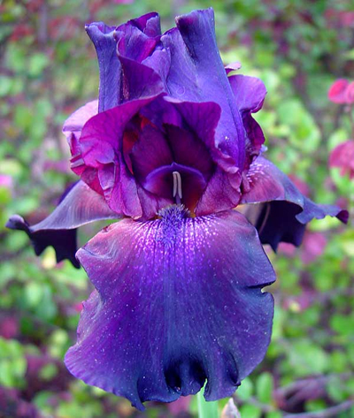 single_purple_iris